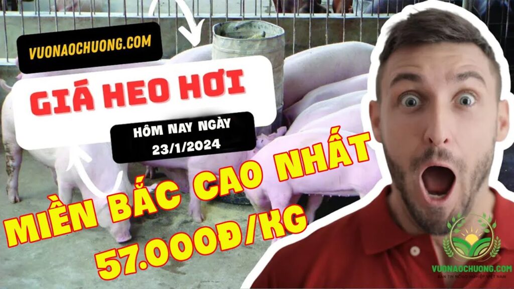 Giá heo hơi hôm nay 23/1/2024