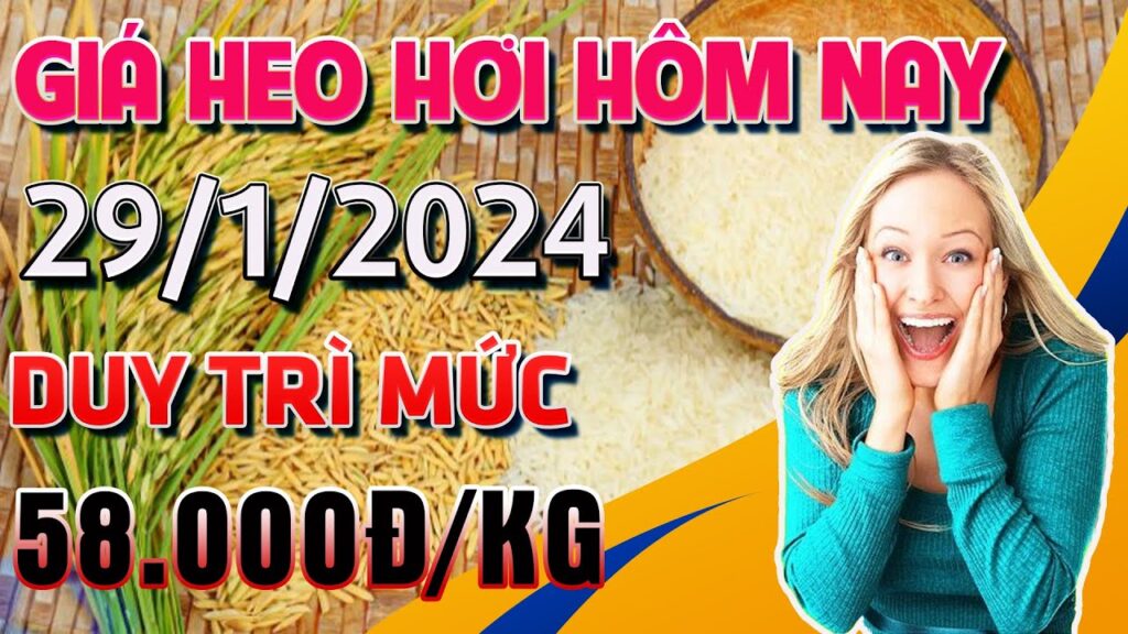 Giá Heo Hơi Hôm Nay Ngày 29/1/2024