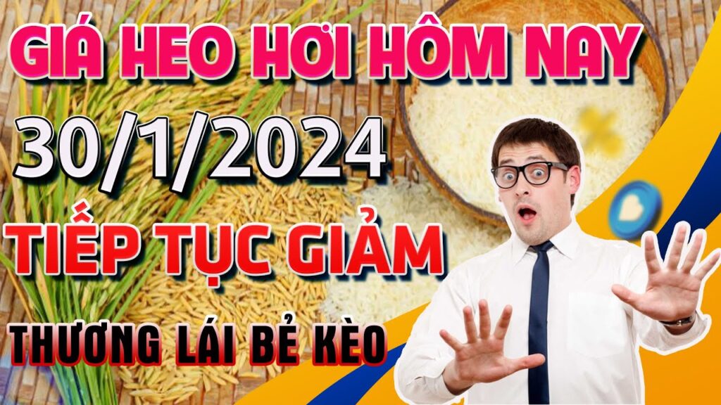 Giá Heo Hơi Hôm Nay Ngày 30/1/2024