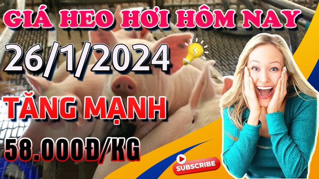 Giá Heo Hơi Ngày 26/1/2024