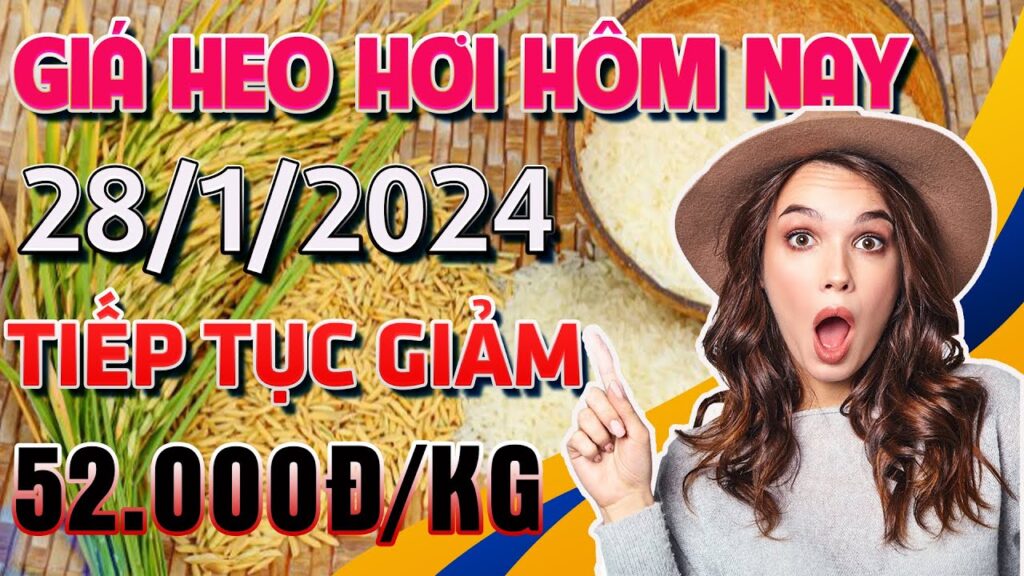 Giá Heo Hơi Ngày 28 tháng 1 năm 2024