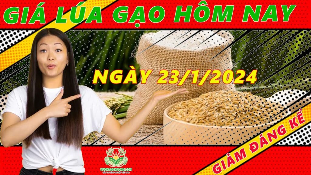 Giá Lúa Gạo Hôm Nay Ngày 23/1/2024