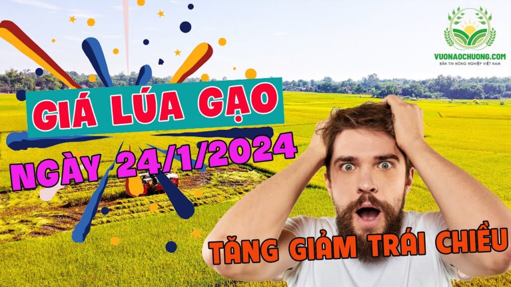 Giá lúa gạo hôm nay ngày 24/1/2024