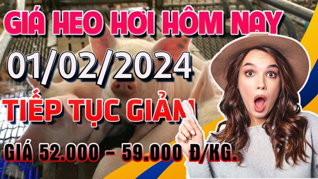 Giá heo hơi hôm nay ngày 01/2/ 2024